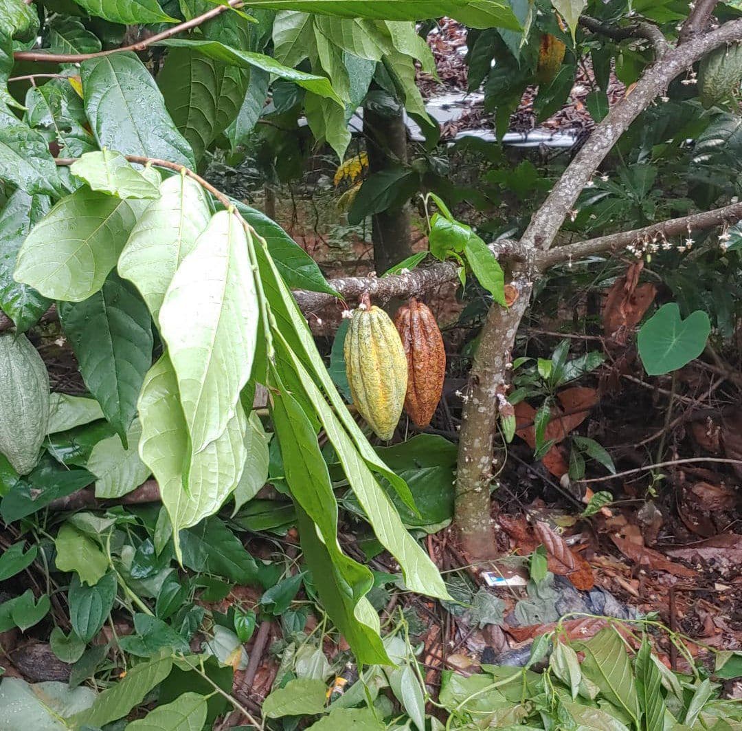 cacao